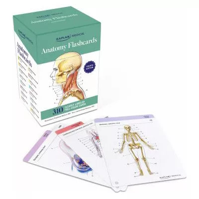 Anatomy Flashcards